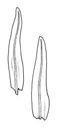 Macromitrium ligulare, branch leaves.
 Image: R.C. Wagstaff © All rights reserved. Redrawn with permission from Vitt (1983). 